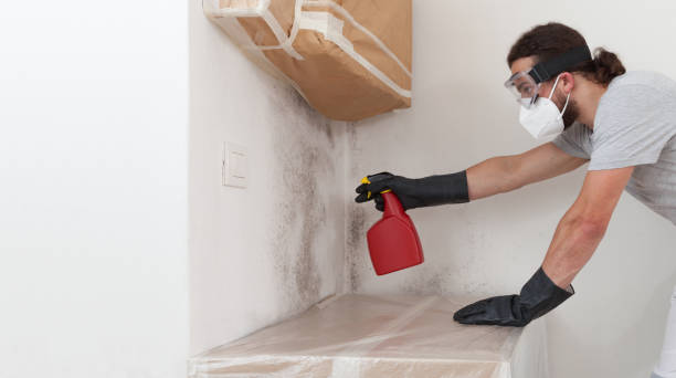 Professional Attic Mold Removal technician working in Allenhurst, NJ