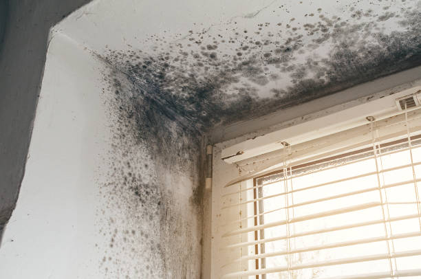 Affordable Attic Mold Removal solutions in Allenhurst, NJ