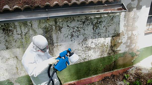 Top rated local Attic Mold Removal specialists in Allenhurst, NJ
